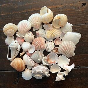 Mixed Natural Seashell Collection - 1/2 lb